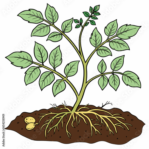 Cartoon potato plant with green leaves and yellow roots growing in brown soil with two small potatoes