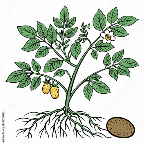 Potato plant with green leaves yellow tubers and white flower and roots on white background vector