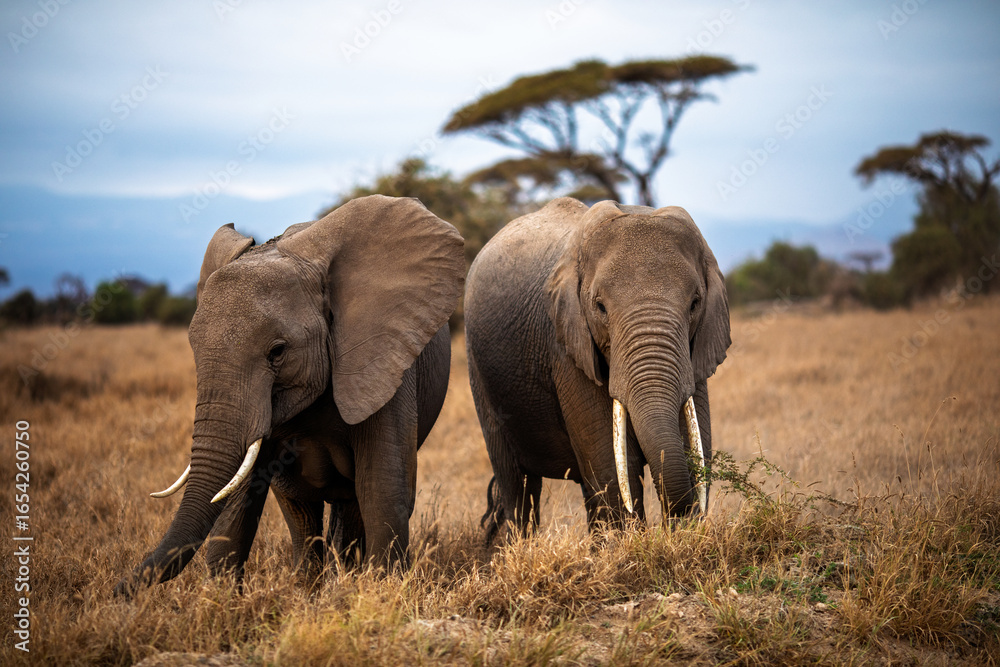 Obraz premium Pair of African elephants walking in savannah, Kenya