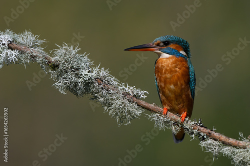 Kingfisher (Alcedo atthis) perched on a oakmoss lichen covered branch