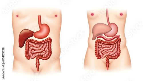 Anatomy & Physiology A side-by-side comparison of adult and pediatric digestive tracts, isolated on white, showing anatomical differences for growth, nutrition (4)