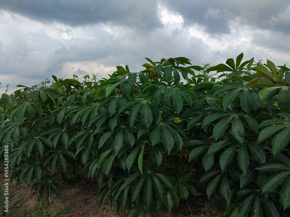 Obraz premium Fresh green cassava leaves with water droplets after rain, showing lush tropical foliage in a natural garden setting.