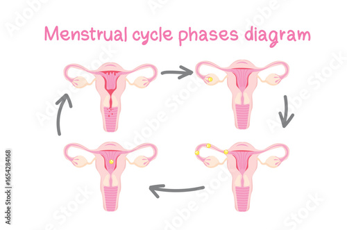 Menstrual cycle phases diagram with uterus illustration
