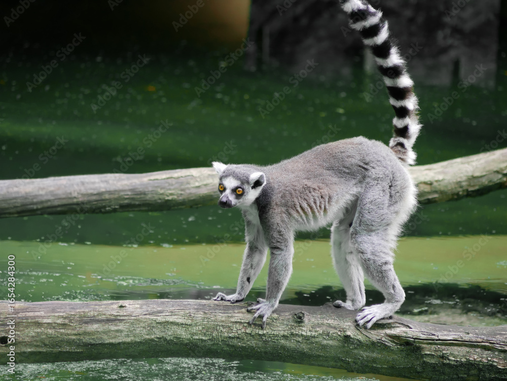 Fototapeta premium Ring Tailed Lemur Standing on the Branch