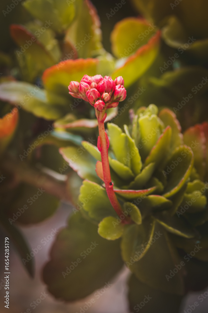 Fototapeta premium Kalanchoe. Close-up of beautiful flowers on a sunny June day against a blurred background.