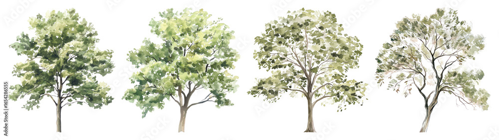 Fototapeta premium PNG Watercolor trees nature illustration, element set on transparent background
