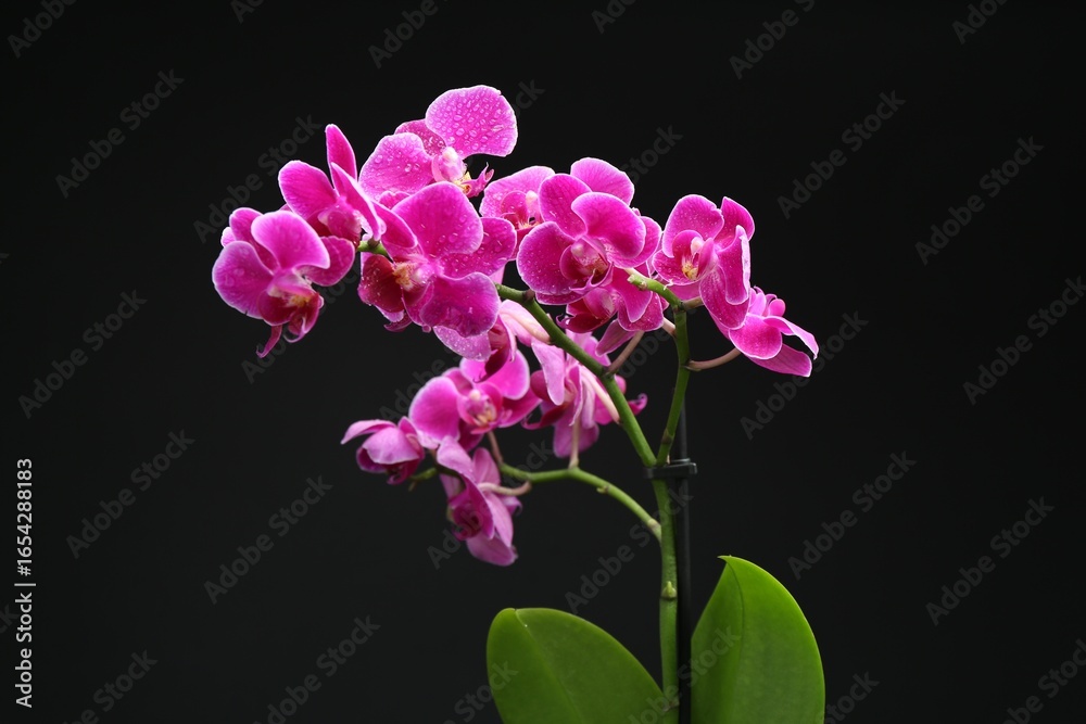 Obraz premium Beautiful orchid flower with water drops on black background, closeup