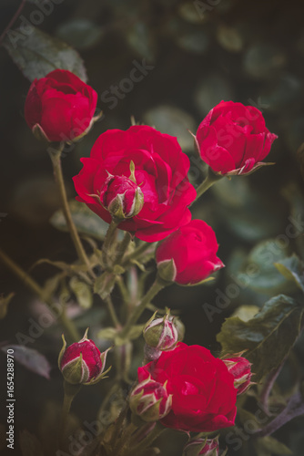 Roses in the garden on a blurred background on a sunny July day. Summer time .