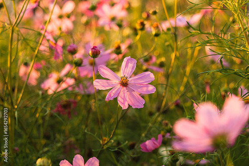 Foto Blossoms of pink cosmos sway gently in a colorful meadow, embodying the elegance and fine textures of nature's blooms