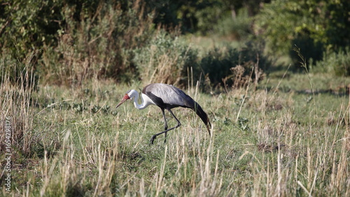 Wattled crane in the Okavango delta