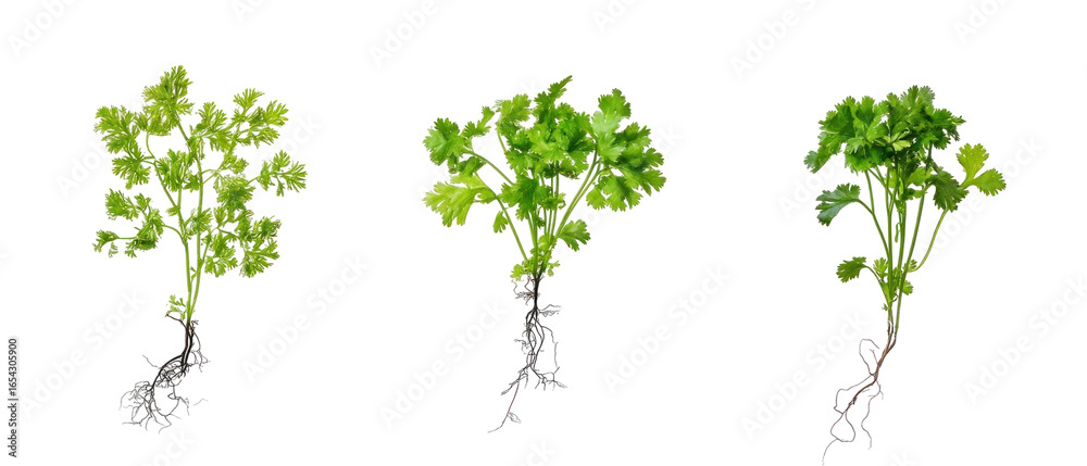 Fototapeta premium Three Parsley Plants with Green Leaves and Visible Roots on a Transparent Background