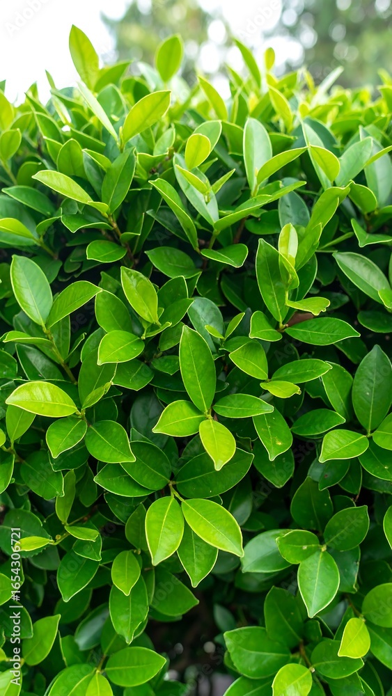 Fototapeta premium Close-up of vibrant green foliage