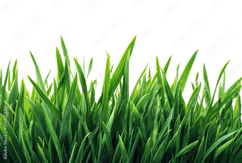 Obraz premium Close up of fresh green grass isolated on transparent background, perfect for adding a touch of nature to your designs and projects