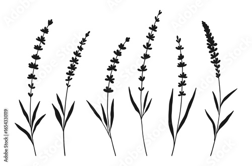 Set of lavender wildflower silhouettes in black color on white background. Hand-drawn flowers and leaves. Wild plants and botanical elements for design projects. Vector illustration