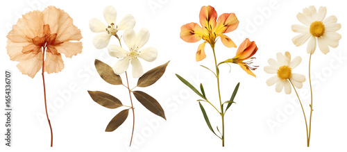 PNG Pressed flowers delicate beauty, element set on transparent background