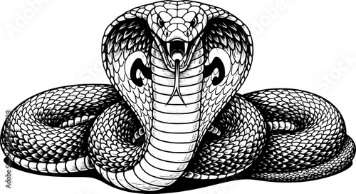 a cobra with its hood extended, black and white, detailed ink drawing, sharp fangs, forked tongue, striking pose, stylized, vector art