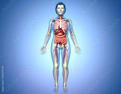 3D anatomical female figure