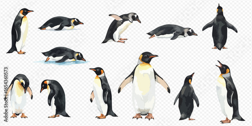 A set of realistic watercolor illustrations of emperor penguins in various poses, including standing, walking, lying down, and diving, on a transparent background.