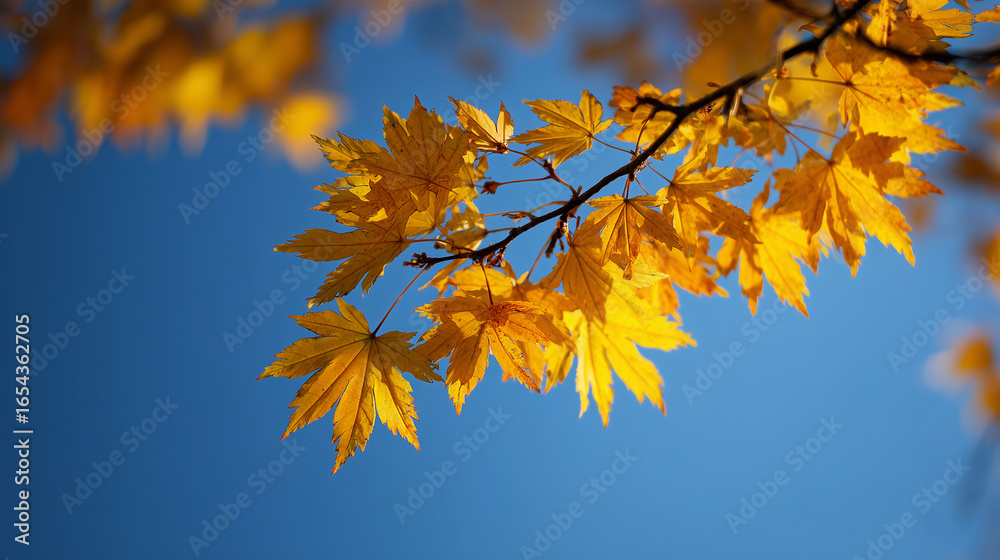 Golden Maple Leaves Against Blue Sky Golden Maple Leaves Against Blue Sky