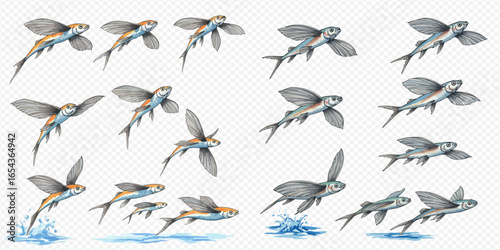 A collection of illustrated flying fish in various flight phases, shown leaping from the water and gliding through the air.