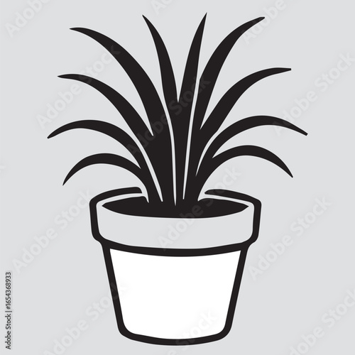 cactus in pot