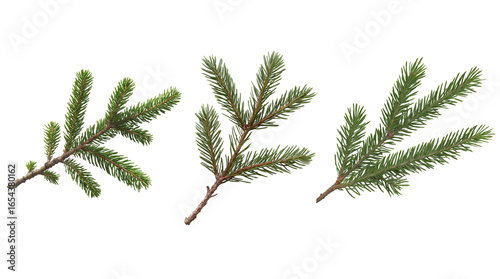 Set of Festive Fir Branches PNG for Winter and Decoration Design