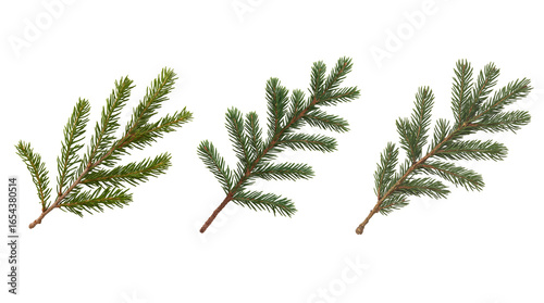 Set of Vector Fir Branches Isolated for Christmas and Holiday Design