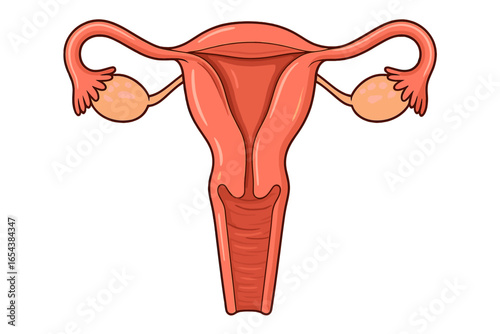 Anatomy of the human female reproductive system with uterus and ovaries. Medical vector illustration. Gynecology, fertility, ovulation concept. Woman's health biology diagram.