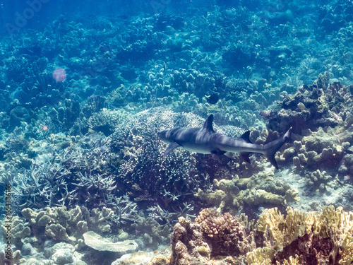 ネムリブカ,
ロウニンアジ,
英名学名科目：Whitetip reef shark, Triaenodon obesus, メジロザメ科,
Giant trevally, GT, Caranx ignobilis, アジ科,
美しいサンゴ礁と熱帯魚の群れ。
沖縄県島尻郡慶良間諸島座間味島嘉比島-2025/6/27
