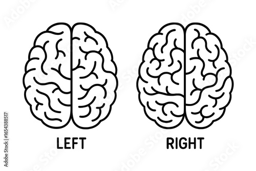 Vector illustration of left and right human brain hemispheres, minimalist line art, neurological anatomy concept, cognitive mental health, medical science, psychology, creativity, intelligence