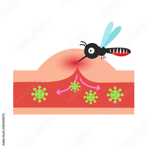 mosquito isolated on white background.