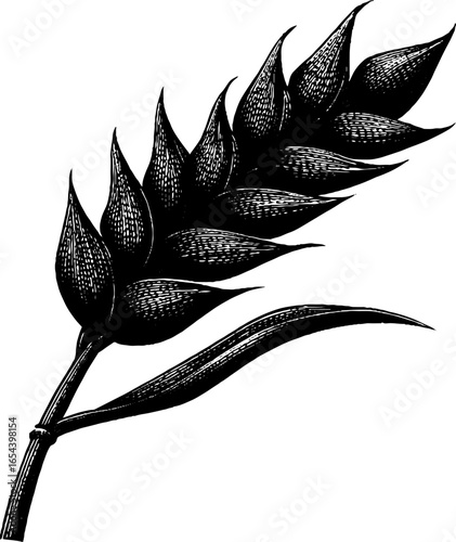 Vintage engraving of barley stalk - retro botanical sketch for design