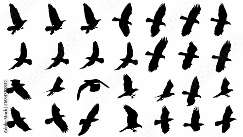 Silhouette sequence showing multiple birds in flight against a white background in a dynamic composition