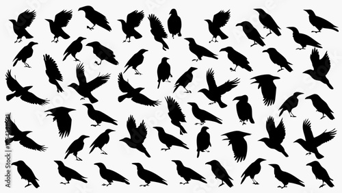 Silhouette illustration of many crows in various poses including flying standing and perched positions on white