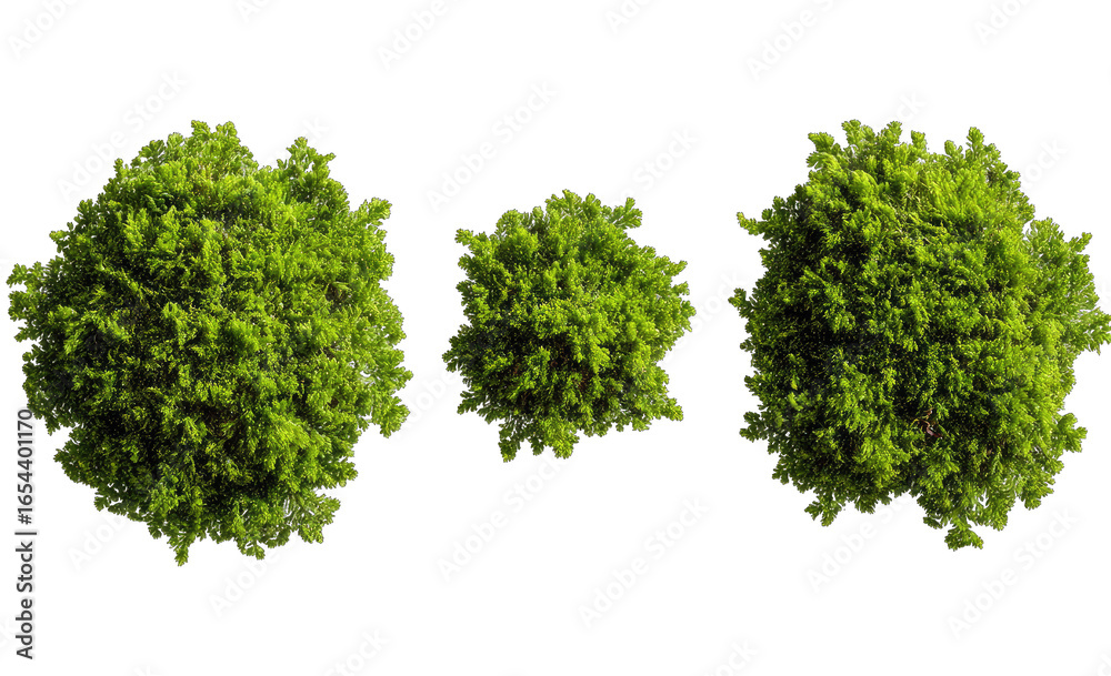 Obraz premium Three circular, dense green plants, different sizes, top-down view