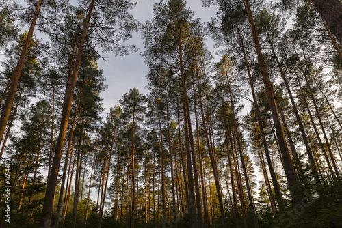 Fototapeta Naklejka Na Ścianę i Meble -  las