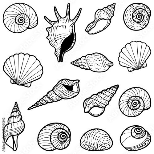 Black and white outline seashells. Linear images of sea shells isolated on white background. Vector illustration.