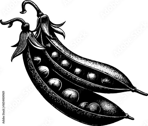 Vintage engraved illustration of green pea pods for retro culinary design