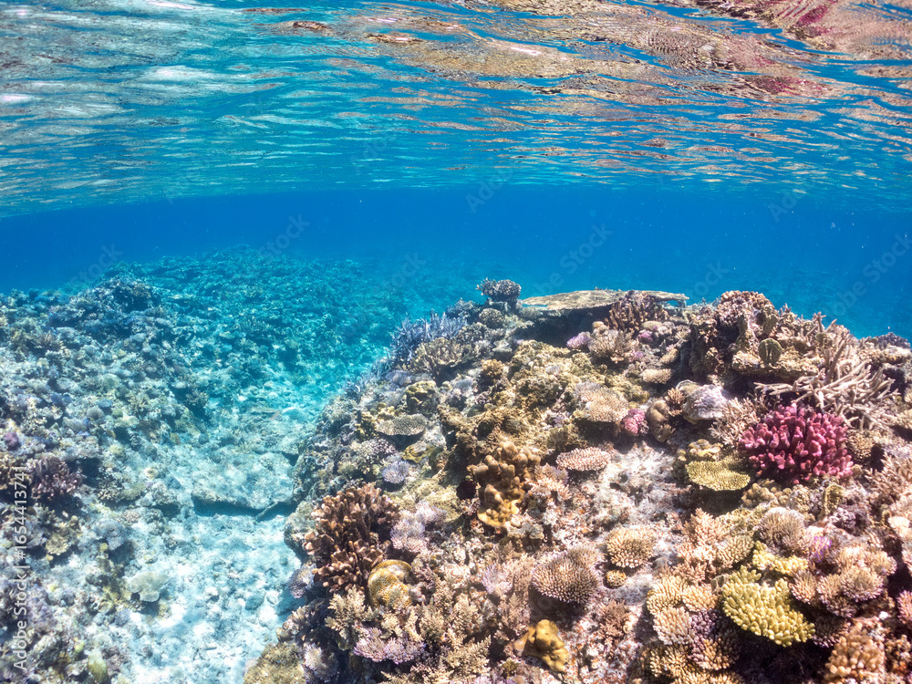 Fototapeta premium 素晴らしいサンゴ礁の美しいデバスズメダイ（スズメダイ科）の群れ他。 水面にはスキンダイバーも泳いでいる。 半水面撮影。 沖縄県島尻郡慶良間諸島座間味島嘉比島-2025/6/27 