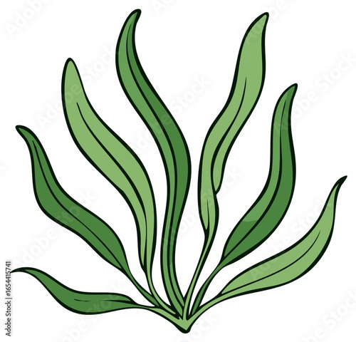 Stylized green seaweed illustration with long wavy leaves and bold outline
