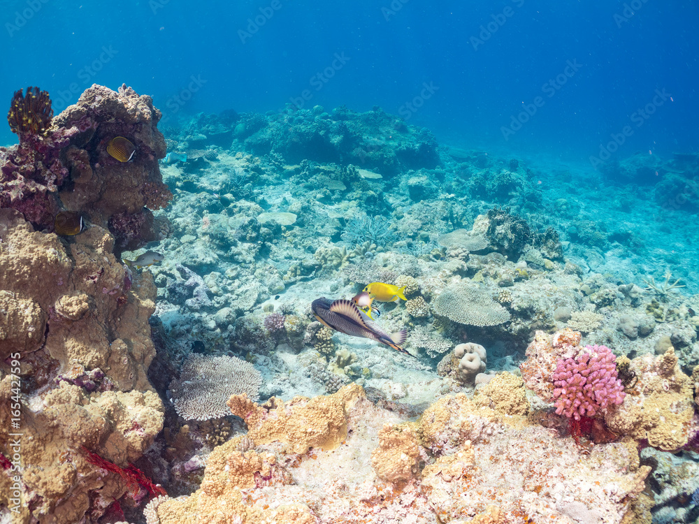 Fototapeta premium 素晴らしいサンゴ礁の恐ろしいゴマモンガラ（モンガラカワハギ科）他。 英名学名：Titan triggerfish (Balistoides viridescens) 沖縄県島尻郡慶良間諸島座間味島嘉比島-2025/6/27 