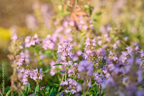 Wild Thymus serpyllum. Medicinal herb.Pink flowers of thyme grow in the field.