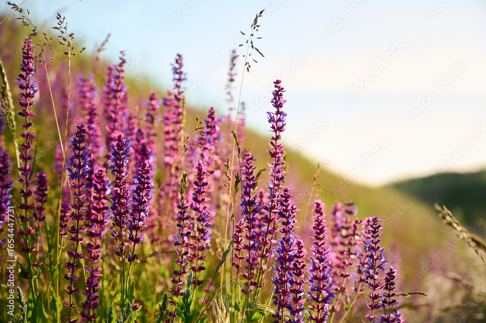 Naklejka premium Purple sage flowers blooms in the summer meadow.