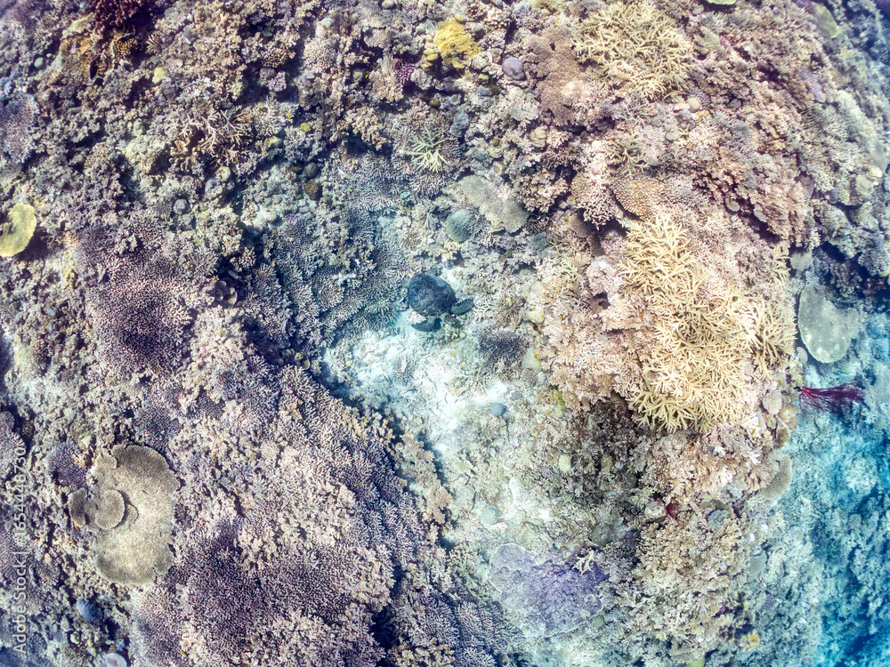 Obraz premium 素晴らしいサンゴ礁をゆったり泳ぐ大きく美しいアオウミガメ(ウミガメ科) 英名学名:Green Turtle, Green Sea Turtle (Chelonia mydas) 沖縄県島尻郡慶良間諸島座間味島阿嘉島-2025/6/27