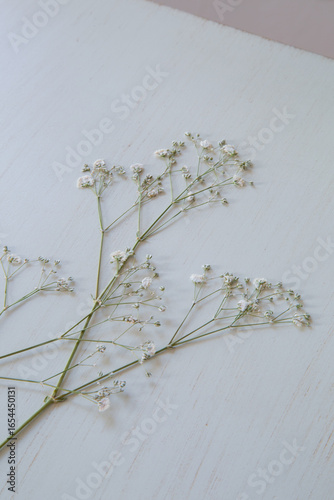 押し花のカスミソウ｜白背景のシンプルな花素材