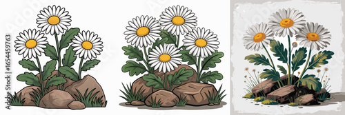 Daisy Flowers Cartoon Illustration with Rocks and Green Leaves, Three Separate Colorful Variations