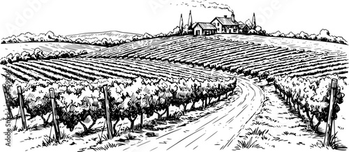 Hand drawn vineyard landscape. Isolated on white background. Vintage style vector illustration
