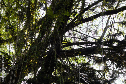  silhouette of big tree
