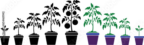 Tomato plant growth stages in pots with black and green silhouettes vector.