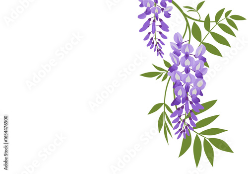 Elegant Purple Wisteria Flower Blossom Branch with Green Leaves.
